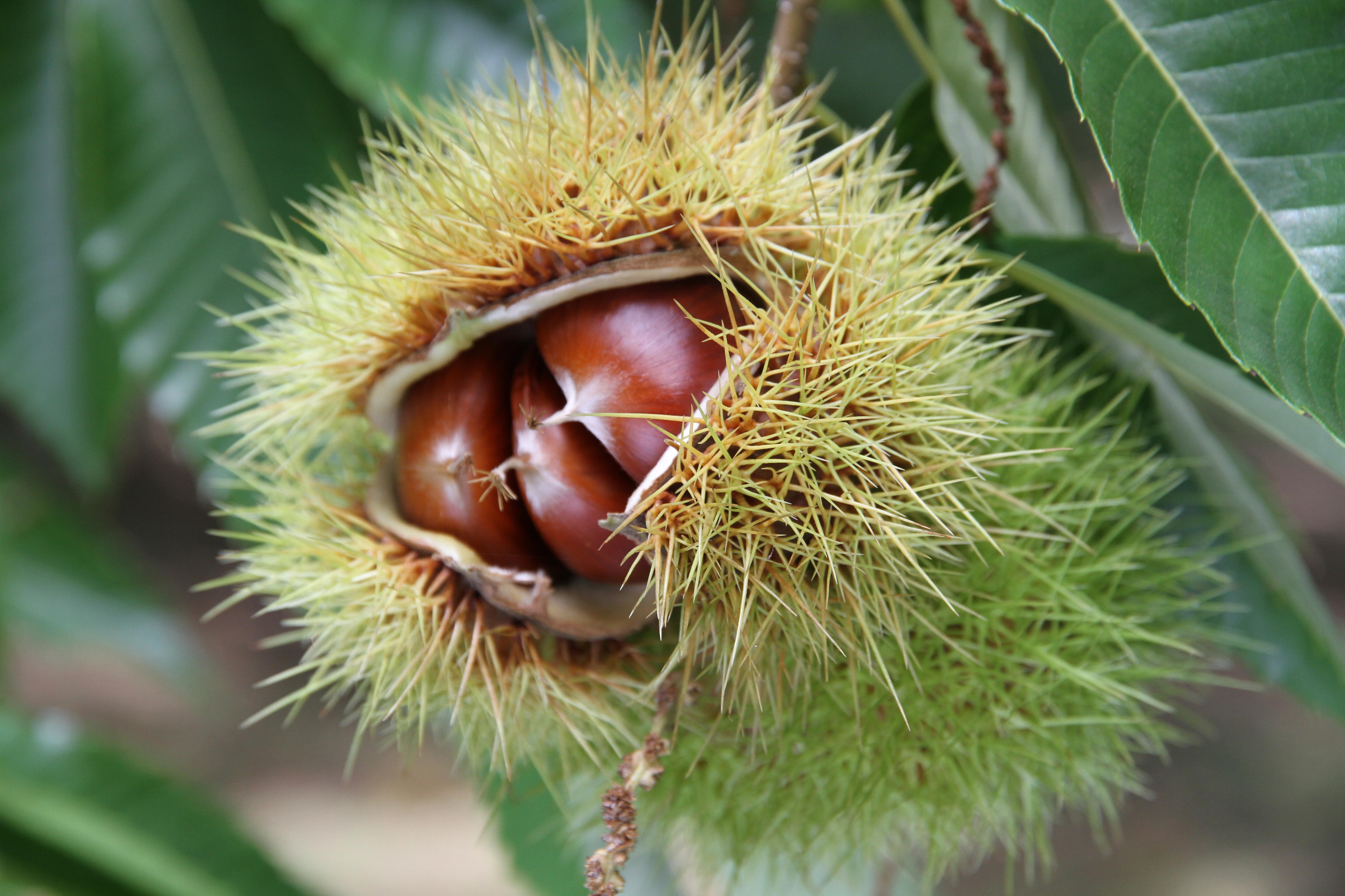 A close-up of a chestnut on a tree, surrounded by spikes.